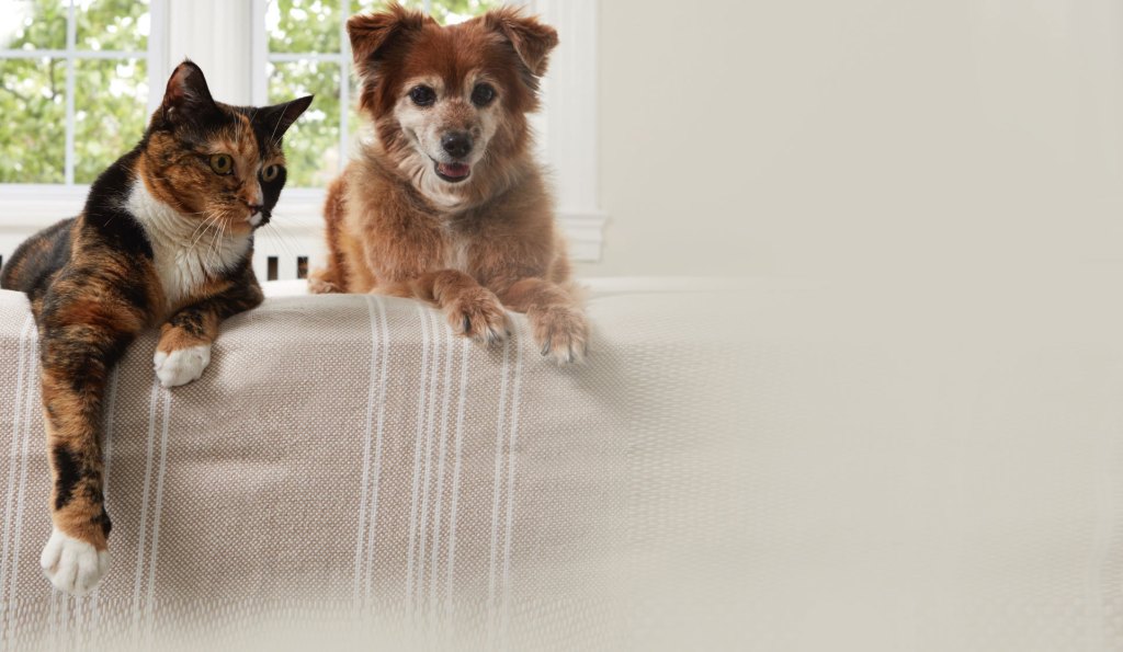 healthy pets