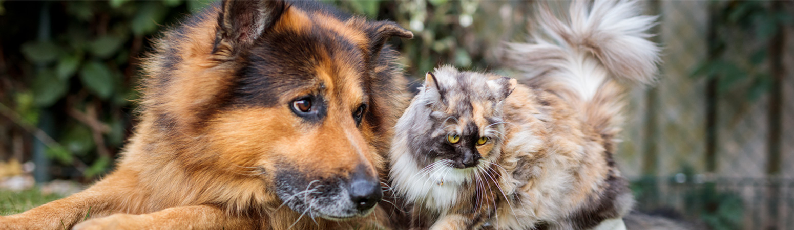 rabies tours ireland