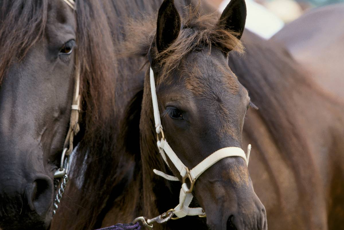 Equine Herpesvirus Infection (EHV) MSD Animal Health Republic of Ireland