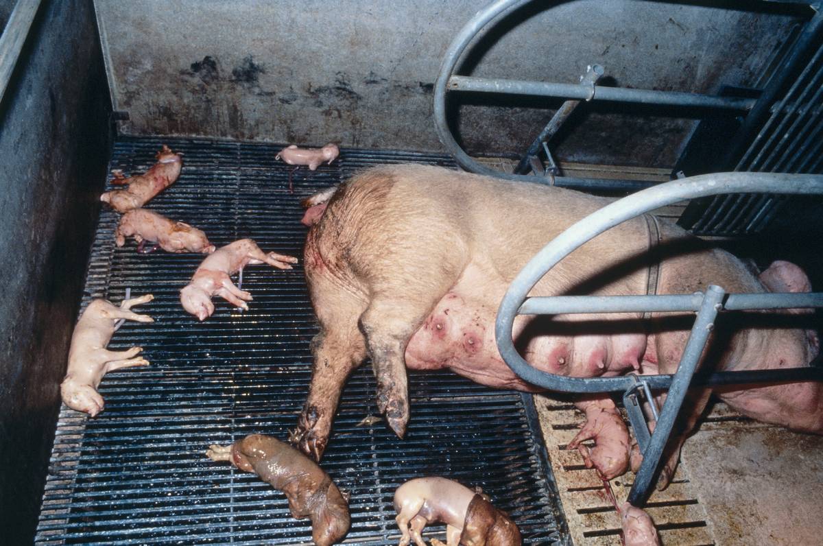 Porcine Respiratory And Reproductive Syndrome PRRS MSD Animal 