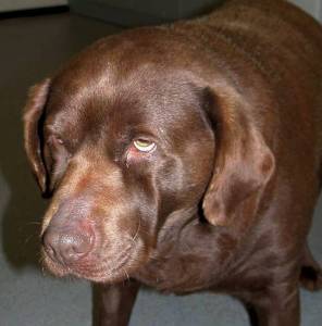 This image has an empty alt attribute; its file name is 5344-canine-hypothyroidism-labrador-web_tcm102-168579.jpg