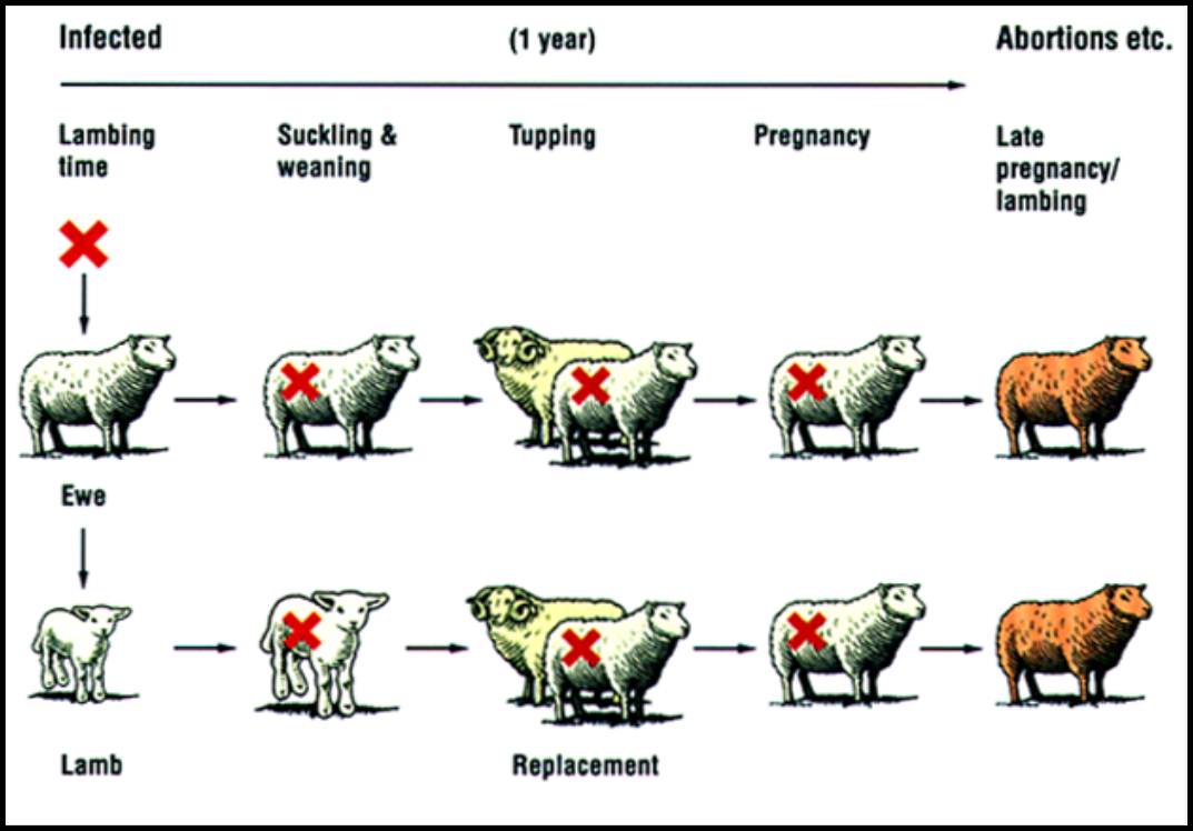 Abortion MSD Animal Health Republic of Ireland