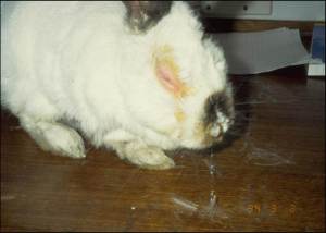 Myxomatosis clinical signs