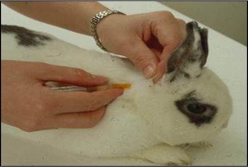 Rabbit vaccination
