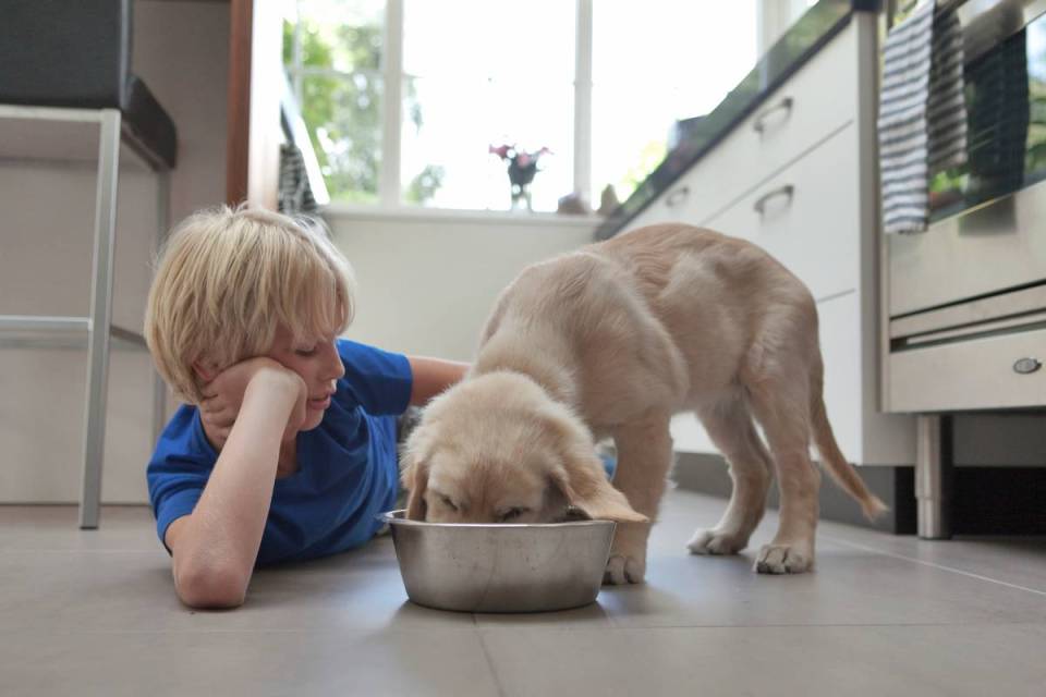 Puppy feeding