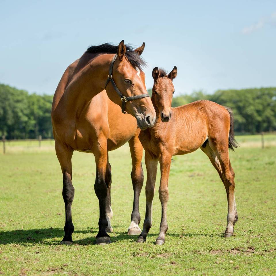 Mare and foal