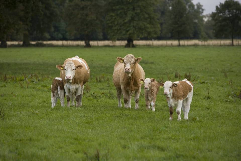 Cows and calves