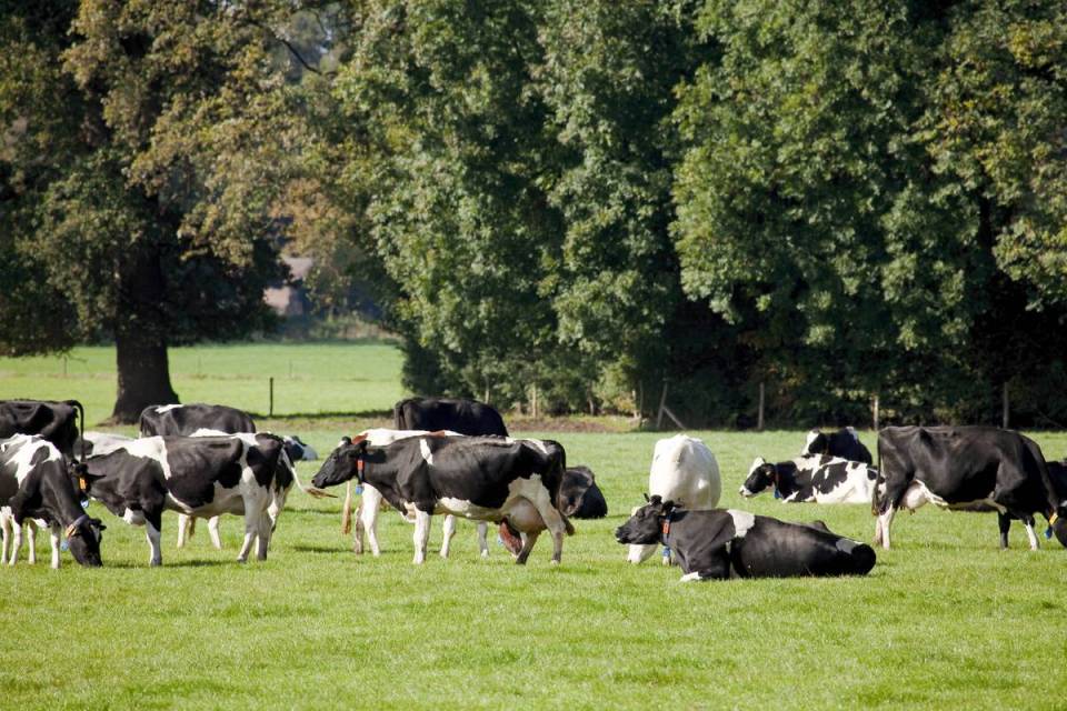 Cows at pasture