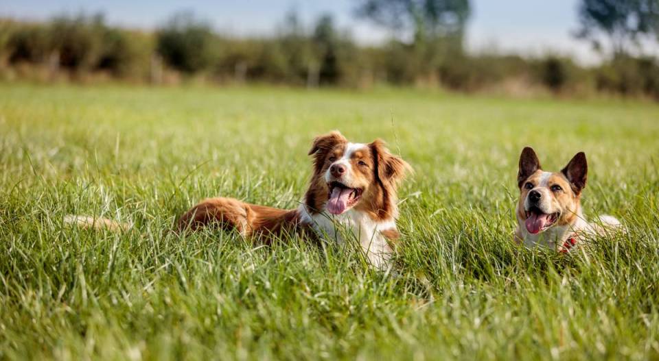 Dogs in grass