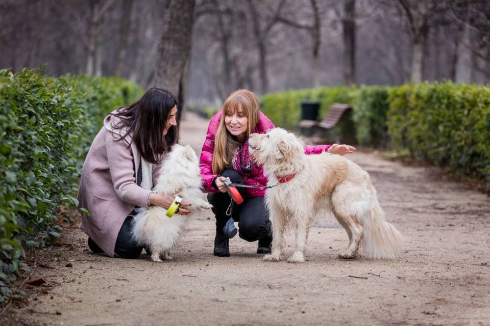 Dog in park