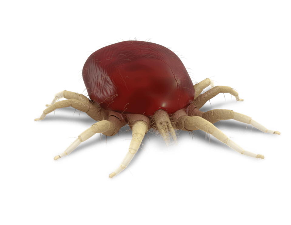 Poultry Red Mites MSD Animal Health Republic of Ireland